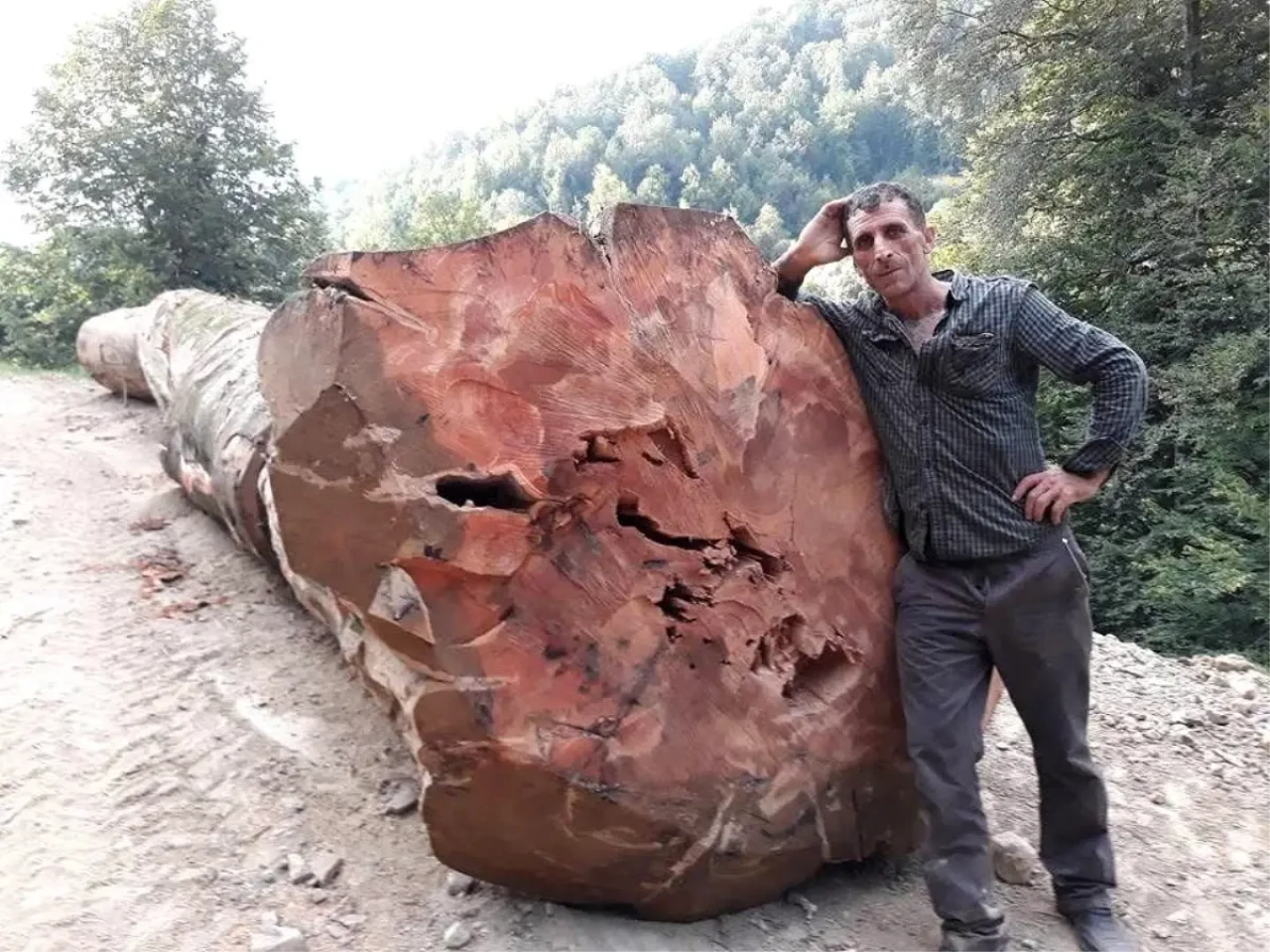 Orman İşçisi Yaşar Yıldız, Devrilen Ağaç Altında Hayatını Kaybetti!