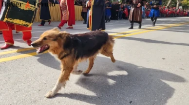 Malatya'nın Sembölü Badem Köpek Vefat Etti!