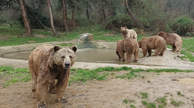 Bursa'da Ayı'yı Engelleme Operasyonu: Halk ve Yetkililer Ayıyı Arıyor!